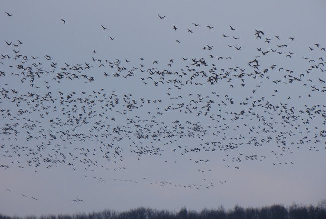 Stada gęsi i żurawi w gminie Lipno (zdjęcia)