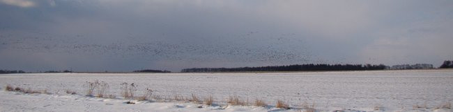 Stada gęsi i żurawi w gminie Lipno (zdjęcia)