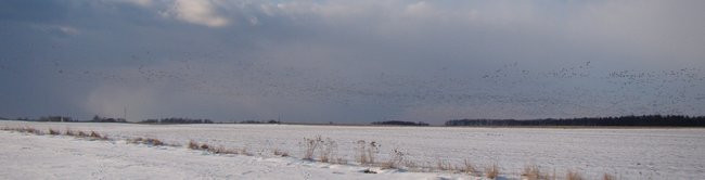 Stada gęsi i żurawi w gminie Lipno (zdjęcia)