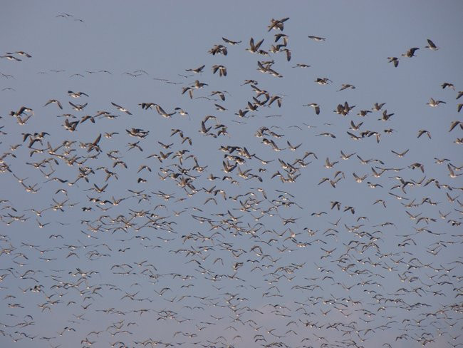 Stada gęsi i żurawi w gminie Lipno (zdjęcia)