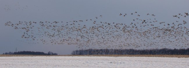 Stada gęsi i żurawi w gminie Lipno (zdjęcia)