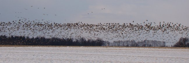 Stada gęsi i żurawi w gminie Lipno (zdjęcia)