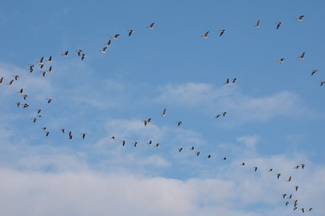 Stada gęsi i żurawi w gminie Lipno (zdjęcia)