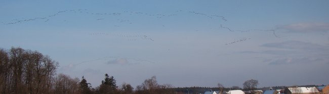Stada gęsi i żurawi w gminie Lipno (zdjęcia)
