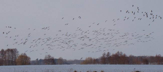 Stada gęsi i żurawi w gminie Lipno (zdjęcia)