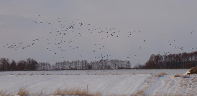 Stada gęsi i żurawi w gminie Lipno (zdjęcia)