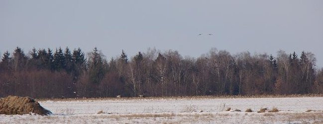 Stada gęsi i żurawi w gminie Lipno (zdjęcia)