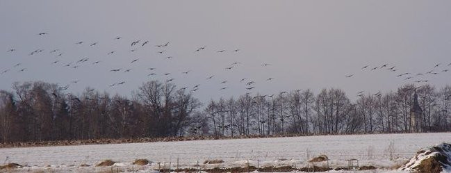 Stada gęsi i żurawi w gminie Lipno (zdjęcia)