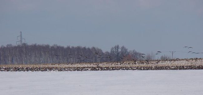 Stada gęsi i żurawi w gminie Lipno (zdjęcia)