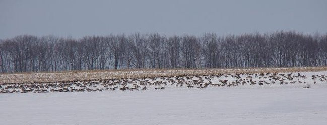 Stada gęsi i żurawi w gminie Lipno (zdjęcia)