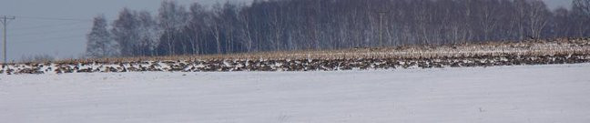 Stada gęsi i żurawi w gminie Lipno (zdjęcia)