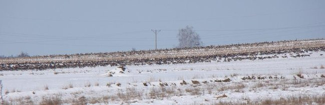 Stada gęsi i żurawi w gminie Lipno (zdjęcia)