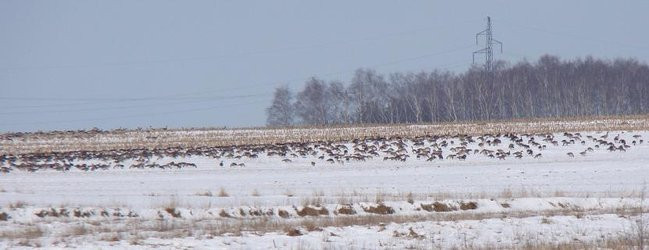Stada gęsi i żurawi w gminie Lipno (zdjęcia)
