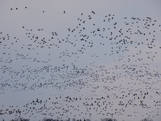 Stada gęsi i żurawi w gminie Lipno (zdjęcia)