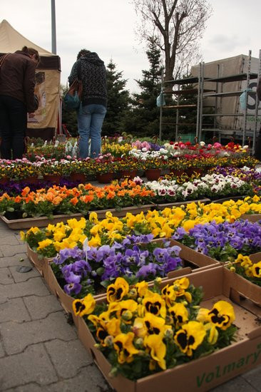Targi Dom i Ogród w Trapezie (zdjęcia)