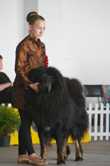 Pudelek pokonał 1700 psów (zdjęcia)