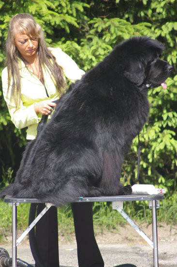 Pudelek pokonał 1700 psów (zdjęcia)