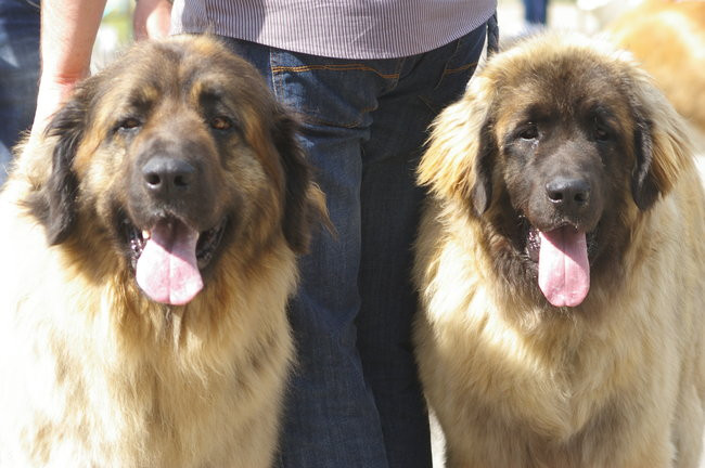 Pudelek pokonał 1700 psów (zdjęcia)