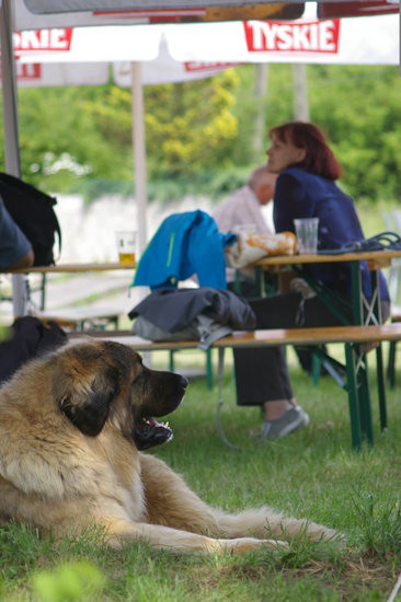 Pudelek pokonał 1700 psów (zdjęcia)