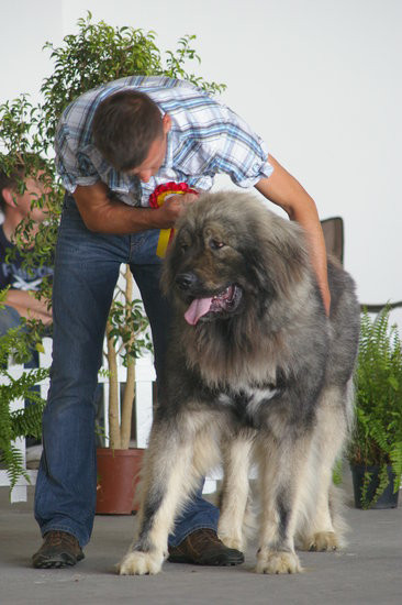 Pudelek pokonał 1700 psów (zdjęcia)