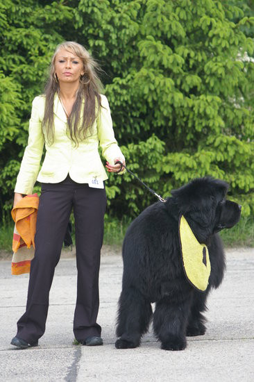 Pudelek pokonał 1700 psów (zdjęcia)