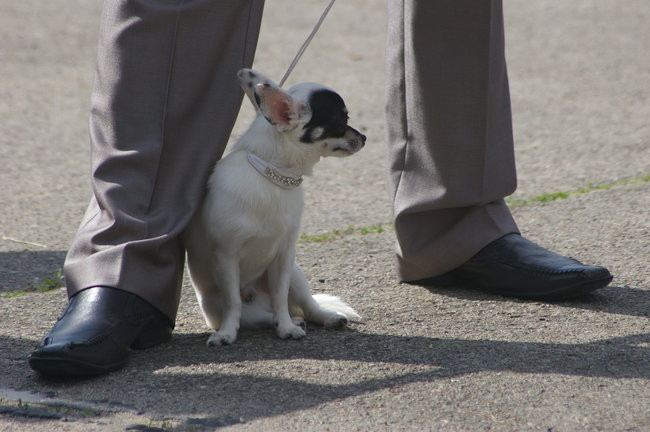 Pudelek pokonał 1700 psów (zdjęcia)