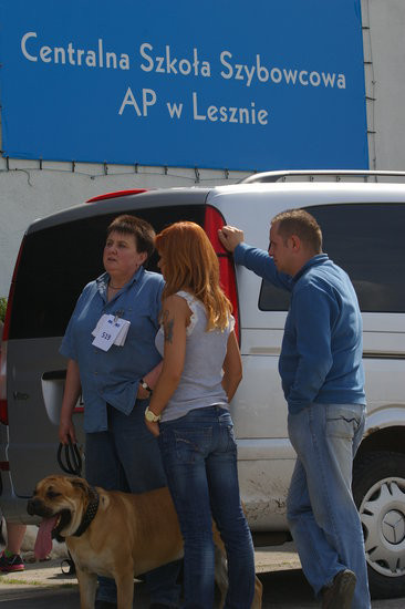 Pudelek pokonał 1700 psów (zdjęcia)