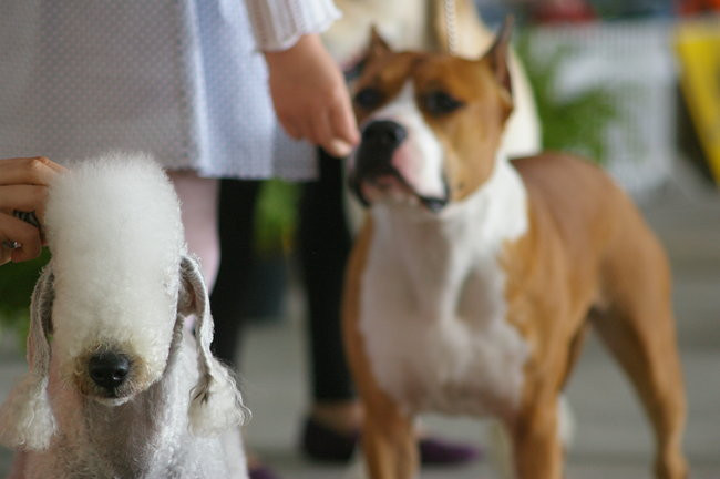 Pudelek pokonał 1700 psów (zdjęcia)