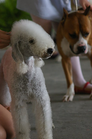 Pudelek pokonał 1700 psów (zdjęcia)