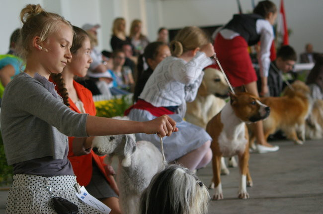 Pudelek pokonał 1700 psów (zdjęcia)
