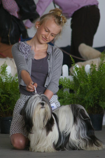 Pudelek pokonał 1700 psów (zdjęcia)