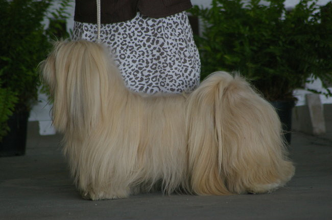 Pudelek pokonał 1700 psów (zdjęcia)