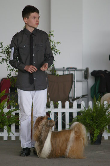 Pudelek pokonał 1700 psów (zdjęcia)