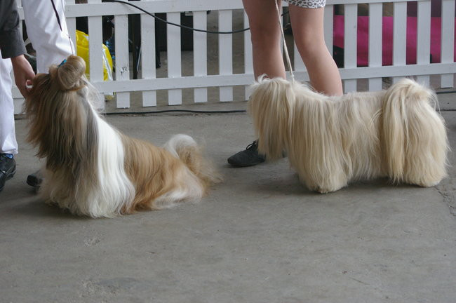 Pudelek pokonał 1700 psów (zdjęcia)