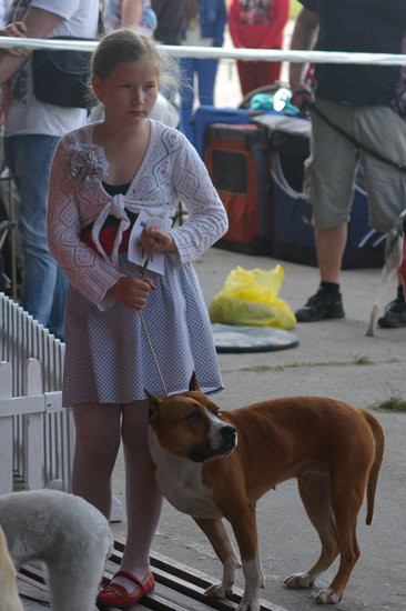 Pudelek pokonał 1700 psów (zdjęcia)