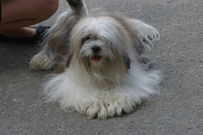 Pudelek pokonał 1700 psów (zdjęcia)