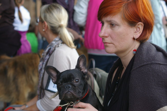 Pudelek pokonał 1700 psów (zdjęcia)