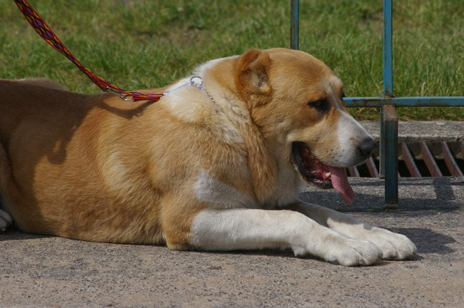 Pudelek pokonał 1700 psów (zdjęcia)