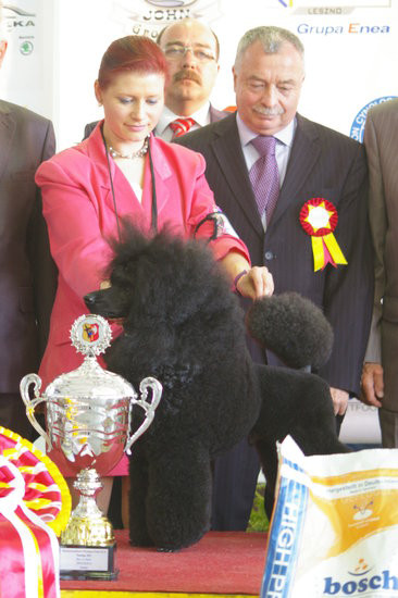 Pudelek pokonał 1700 psów (zdjęcia)