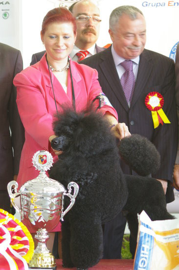 Pudelek pokonał 1700 psów (zdjęcia)