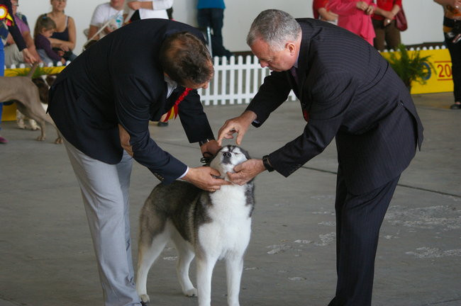 Pudelek pokonał 1700 psów (zdjęcia)