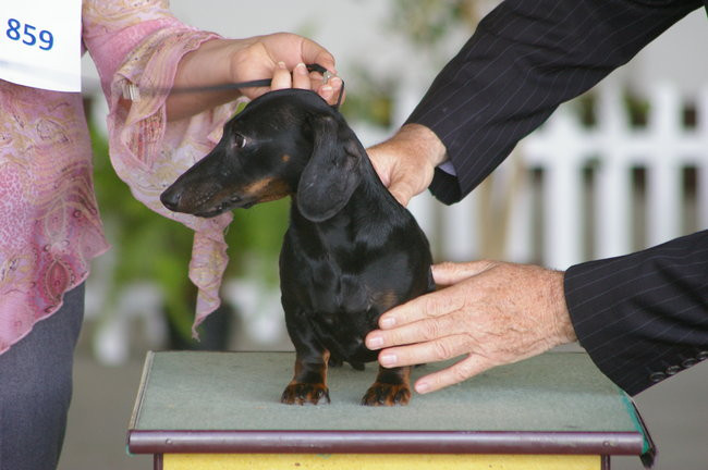 Pudelek pokonał 1700 psów (zdjęcia)