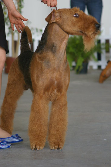 Pudelek pokonał 1700 psów (zdjęcia)