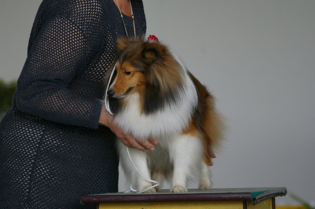 Pudelek pokonał 1700 psów (zdjęcia)