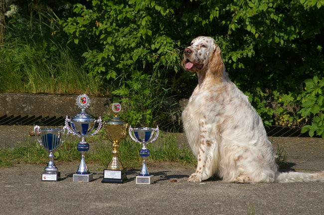 Pudelek pokonał 1700 psów (zdjęcia)