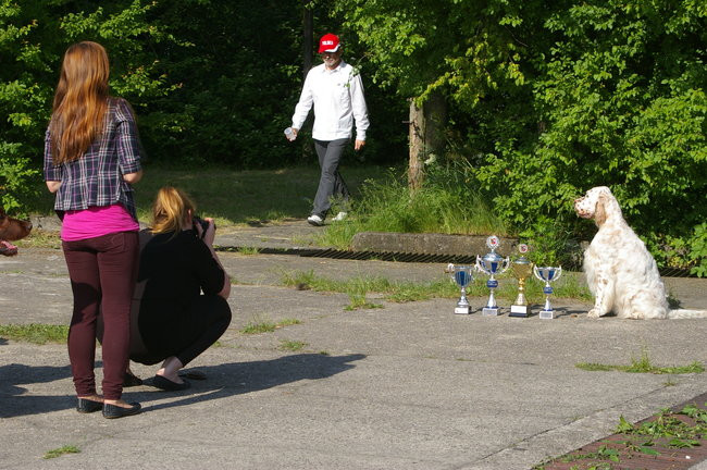 Pudelek pokonał 1700 psów (zdjęcia)