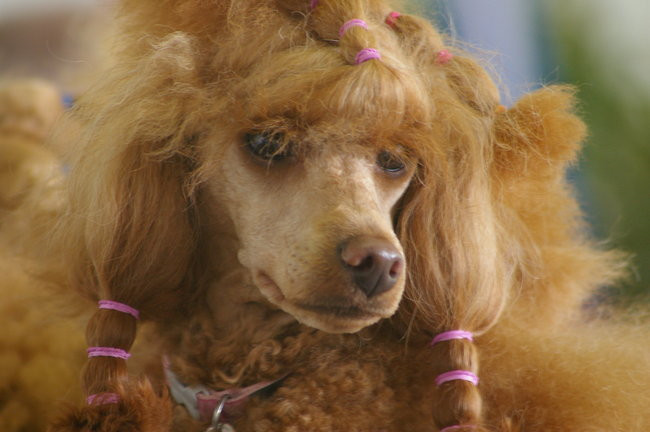 Pudelek pokonał 1700 psów (zdjęcia)