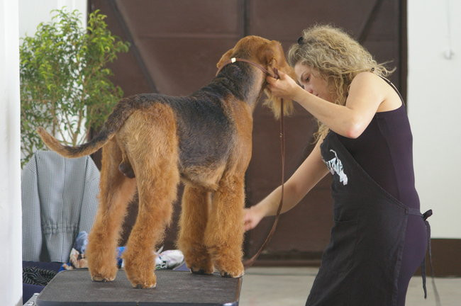 Pudelek pokonał 1700 psów (zdjęcia)