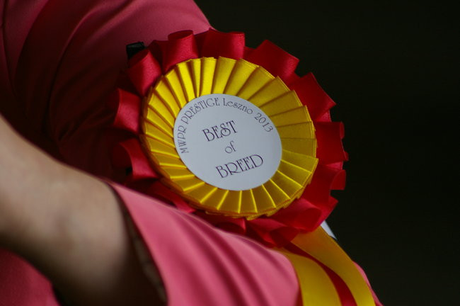 Pudelek pokonał 1700 psów (zdjęcia)