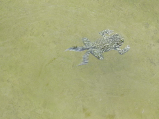 Dużo wody pod Rydzyną (zdjęcia)